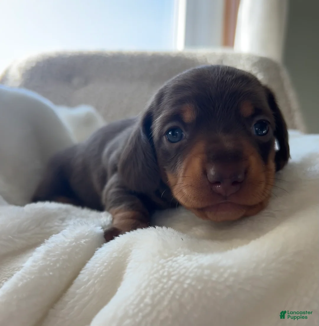 Miniature Dachshund dogs for sale: Oscar - Ad 8