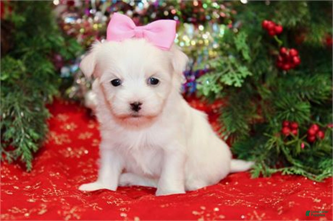 Maltese dogs for sale: Maltese Puppy 3 - Ad 1
