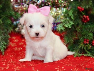 Maltese dogs Maltese Puppy 3 - Ad 13