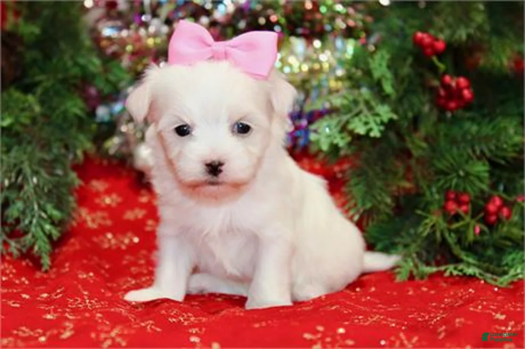 Maltese dogs for sale: Maltese Puppy 3 - Ad 1