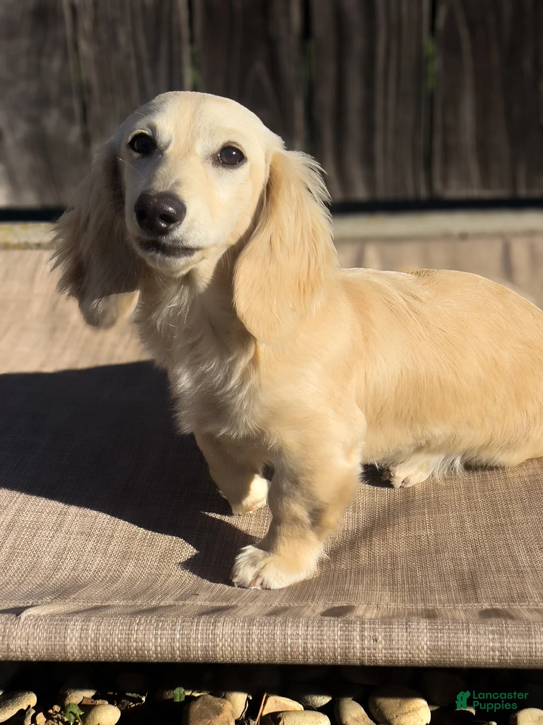 Miniature Dachshund dogs for sale: Parmesan - Ad 8