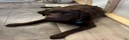 Labrador Retriever dogs for sale: Ruger - Ad 6