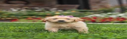 Golden Retriever dogs for sale: Becky - Ad 7