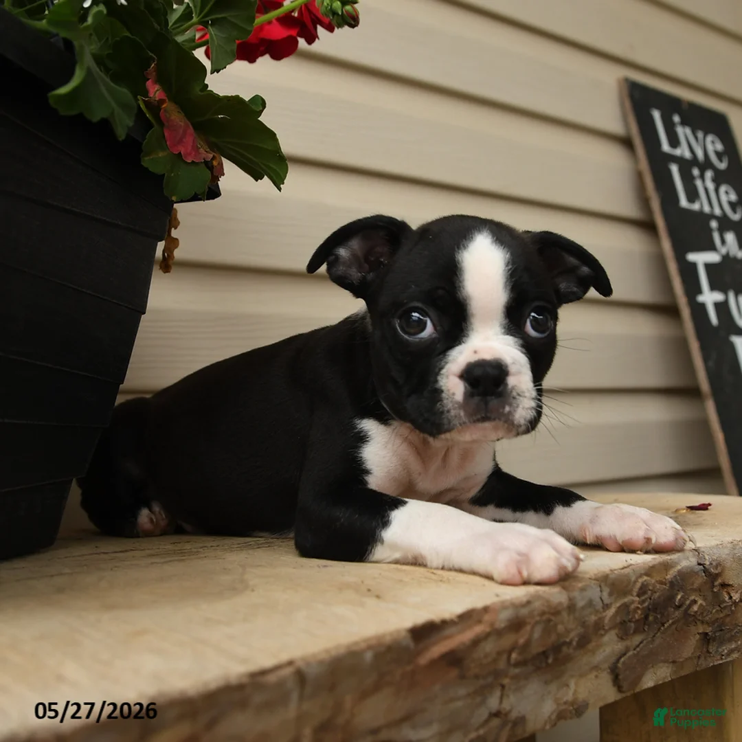Boston Terrier dogs for sale: Dusty - Ad 2