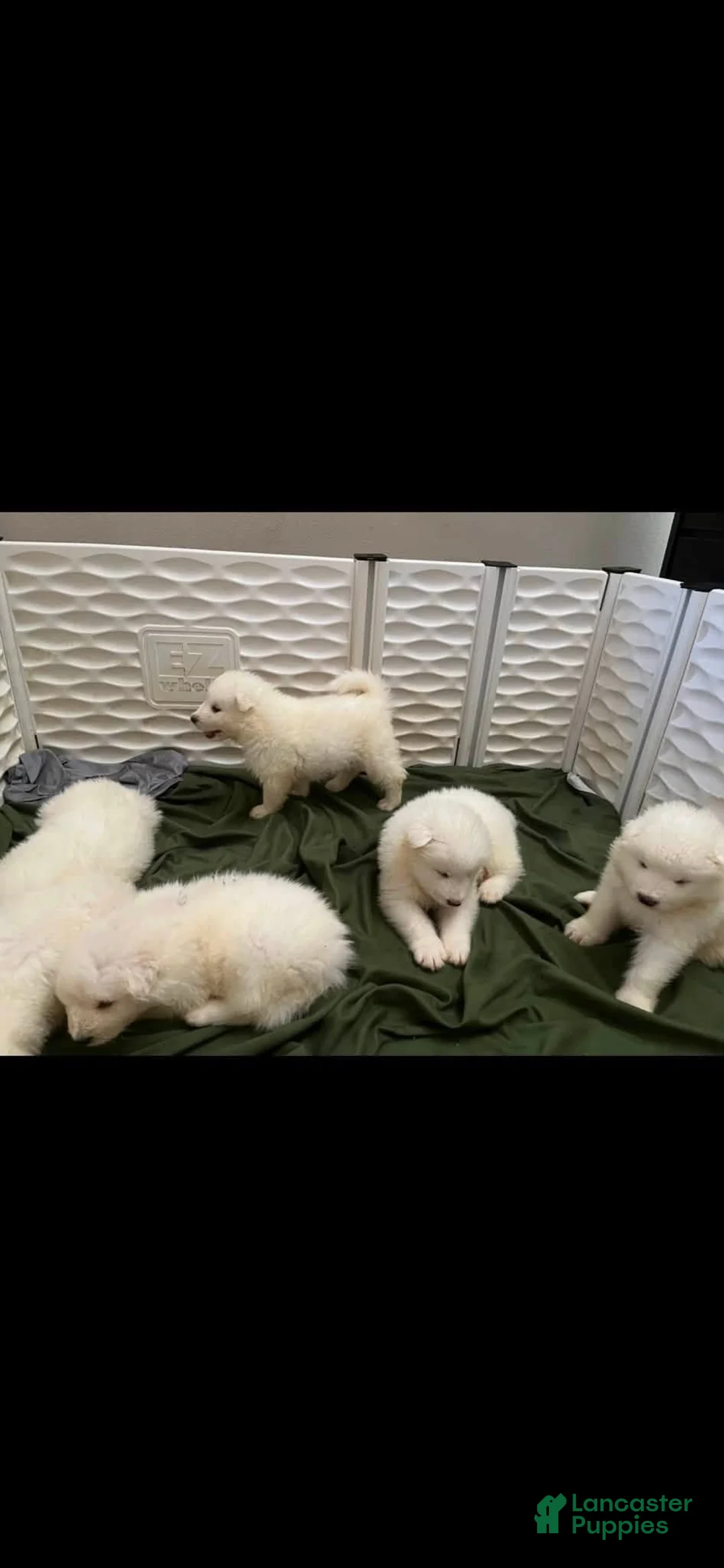 Samoyed dogs for sale: Male - Orange - Ad 3