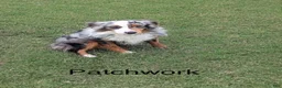 Miniature Australian Shepherd dogs for sale: Captain  - Ad 11