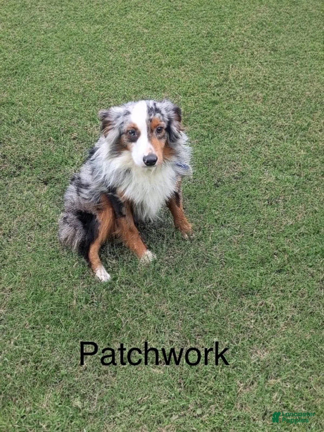 Miniature Australian Shepherd dogs for sale: Captain  - Ad 11