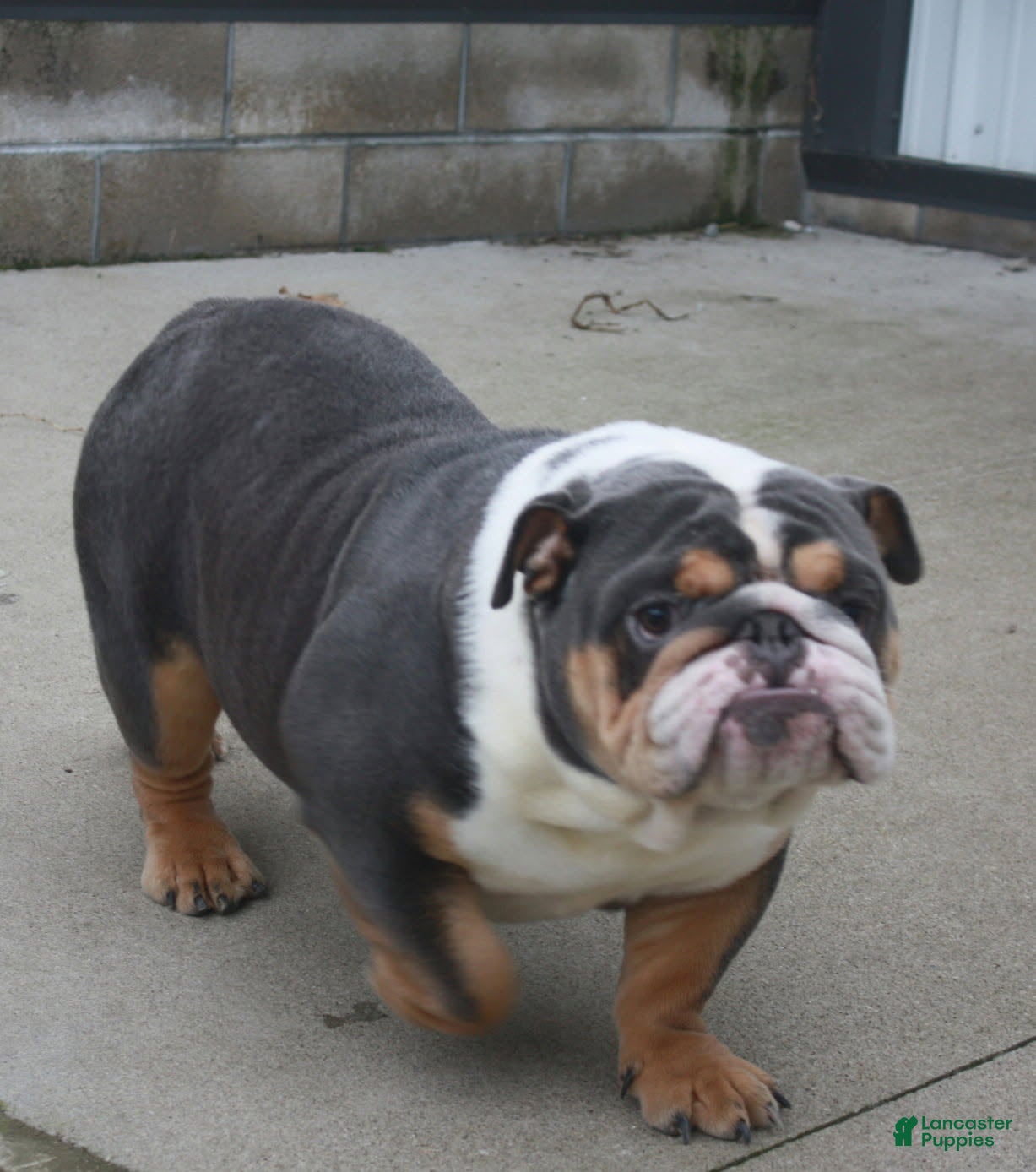 English Bulldog dogs Mindy - Ad 2
