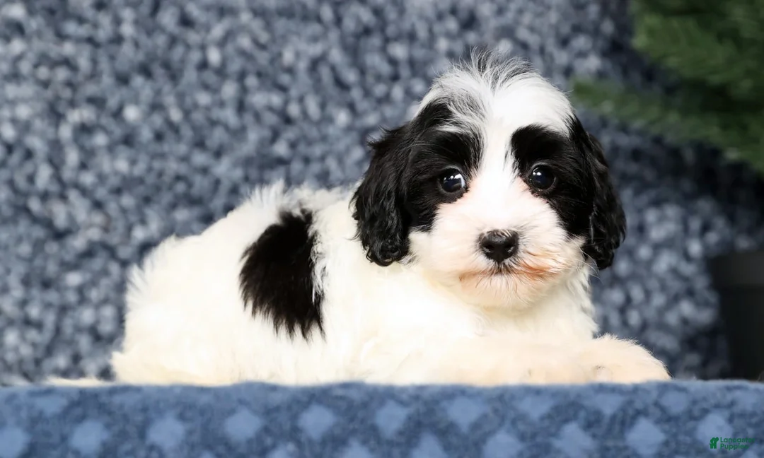 Havapoo dogs for sale: Lincoln - Ad 3