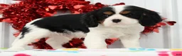 Cavalier King Charles Spaniel dogs for sale: Spotty - Ad 3