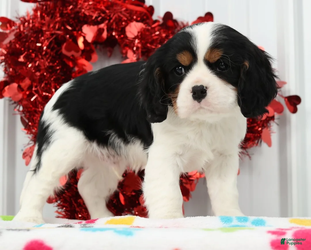 Cavalier King Charles Spaniel dogs for sale: Spotty - Ad 3