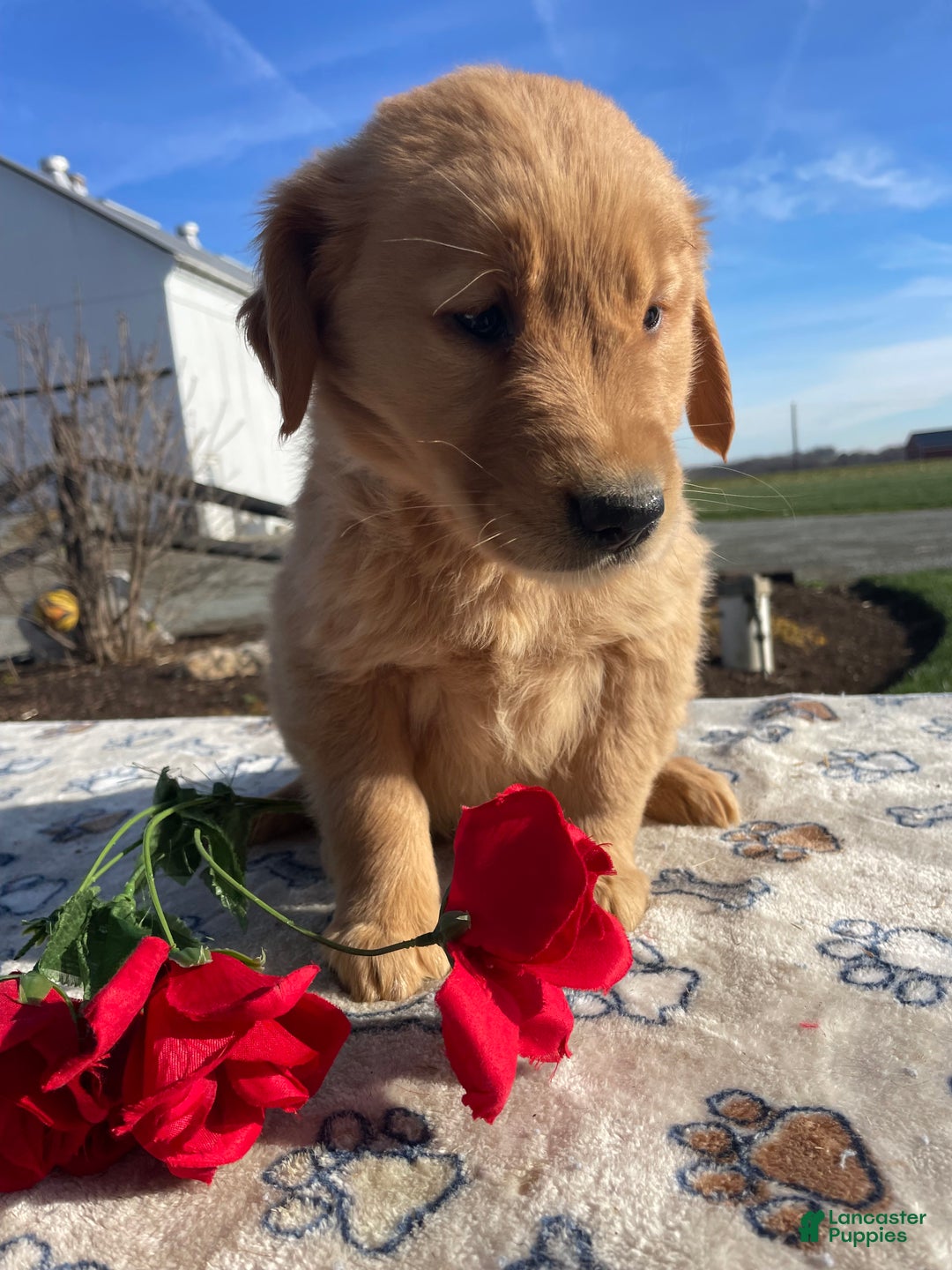 Golden Retriever dogs for sale: Sugar - Ad 2