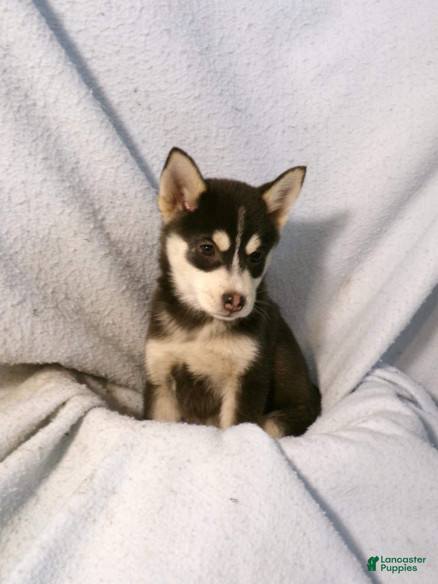 Pomsky dogs for sale: Peanut - Ad 1