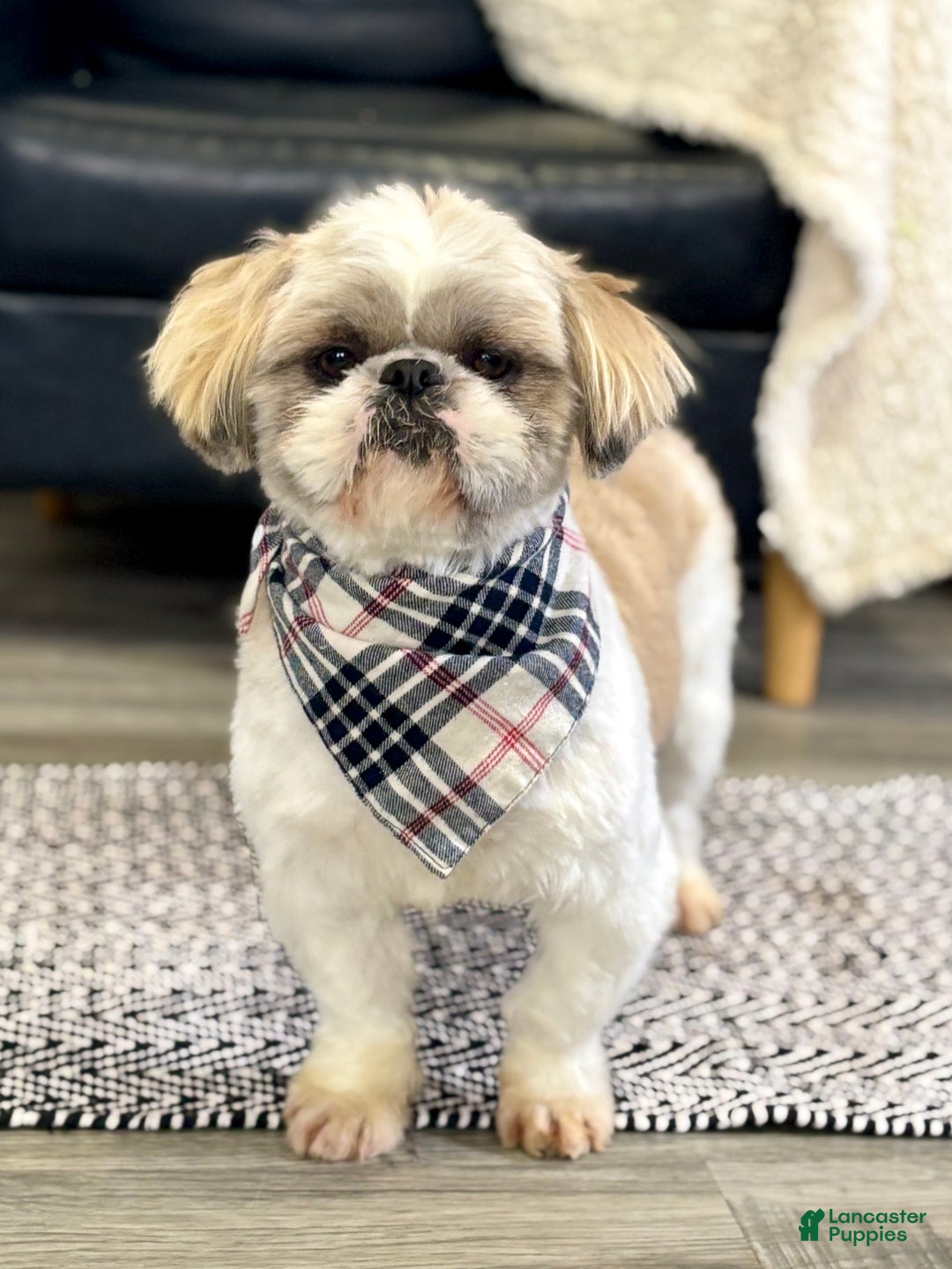 Shih Tzu dogs for sale: Nacho - Ad 1