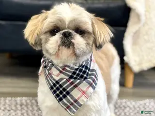 Shih Tzu dogs Nacho - Ad 37