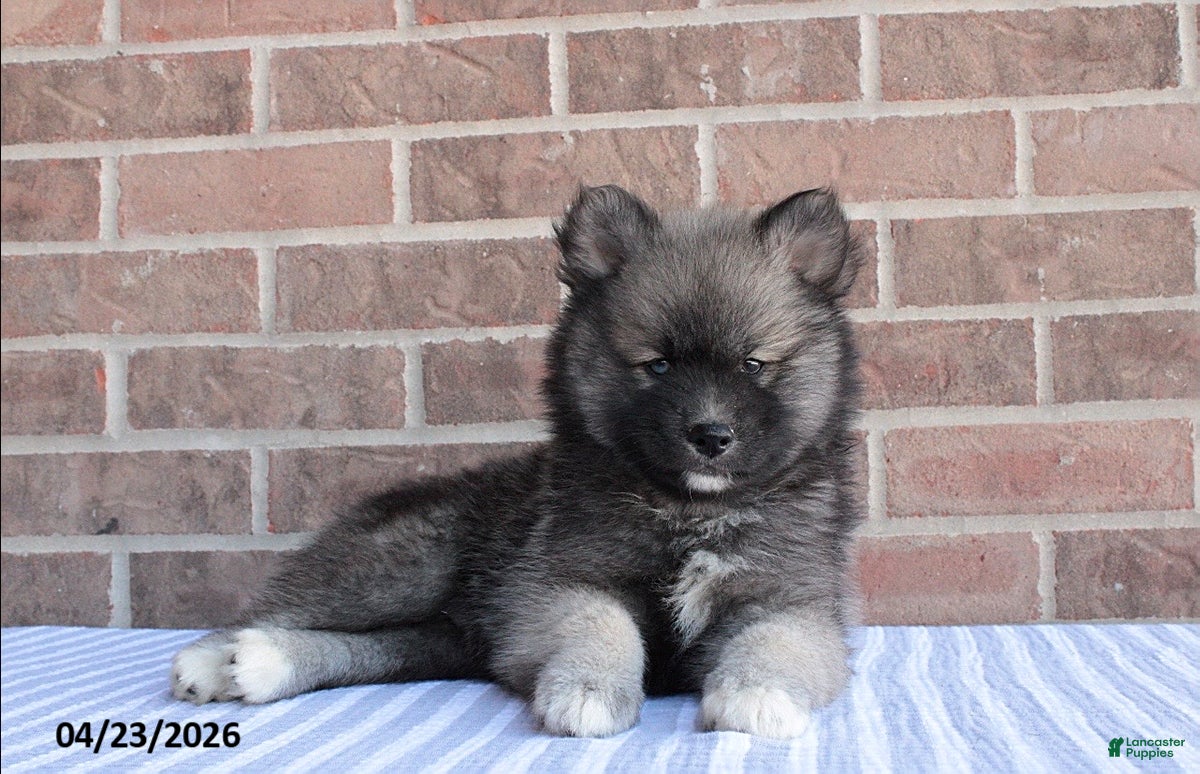Pomsky dogs Paul - Ad 1