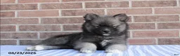 Pomsky dogs for sale: Paul - Ad 1