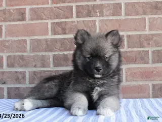 Pomsky dogs for sale: Paul - Ad 2