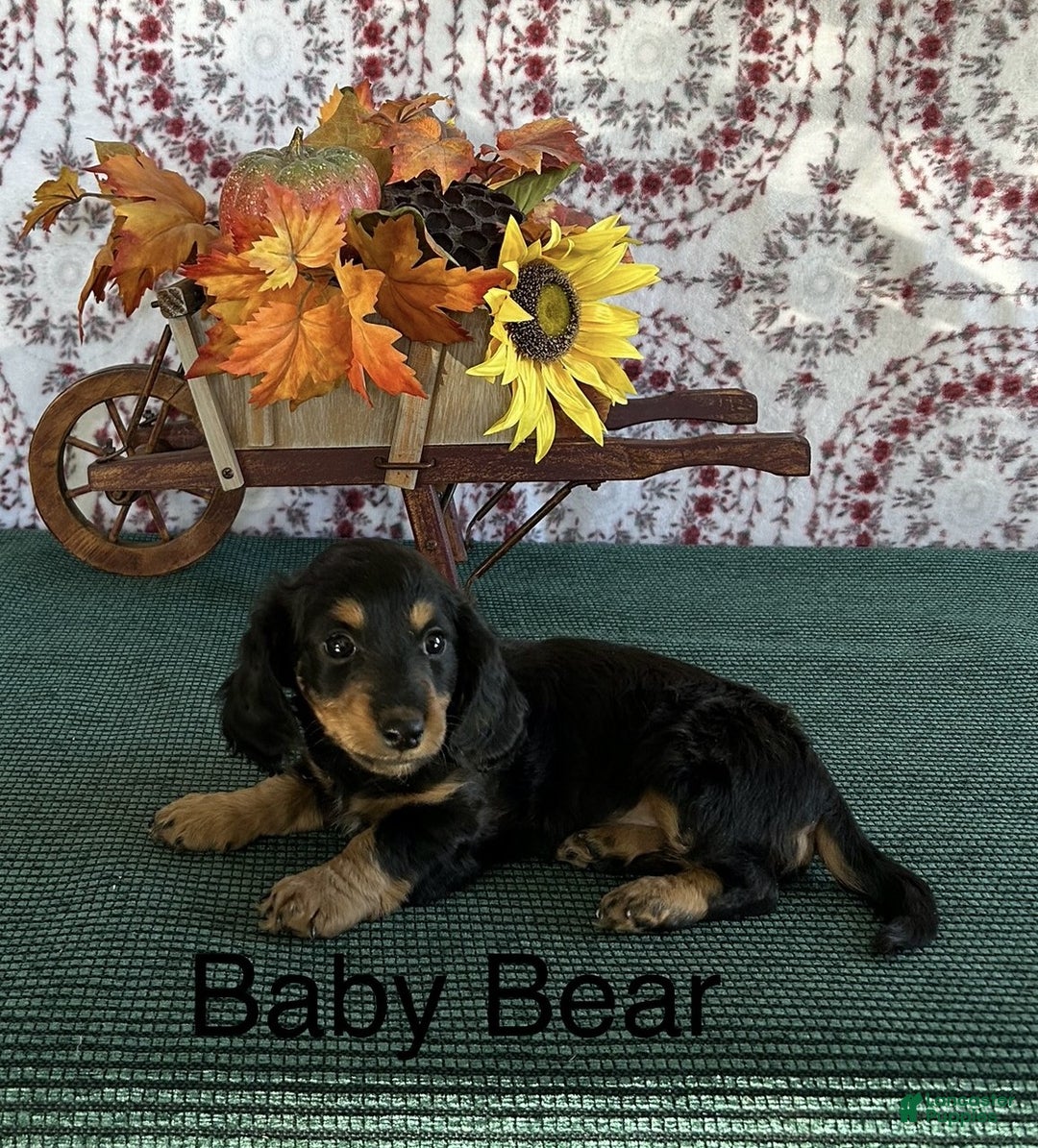 Miniature Dachshund dogs for sale: Baby Bear - Ad 3