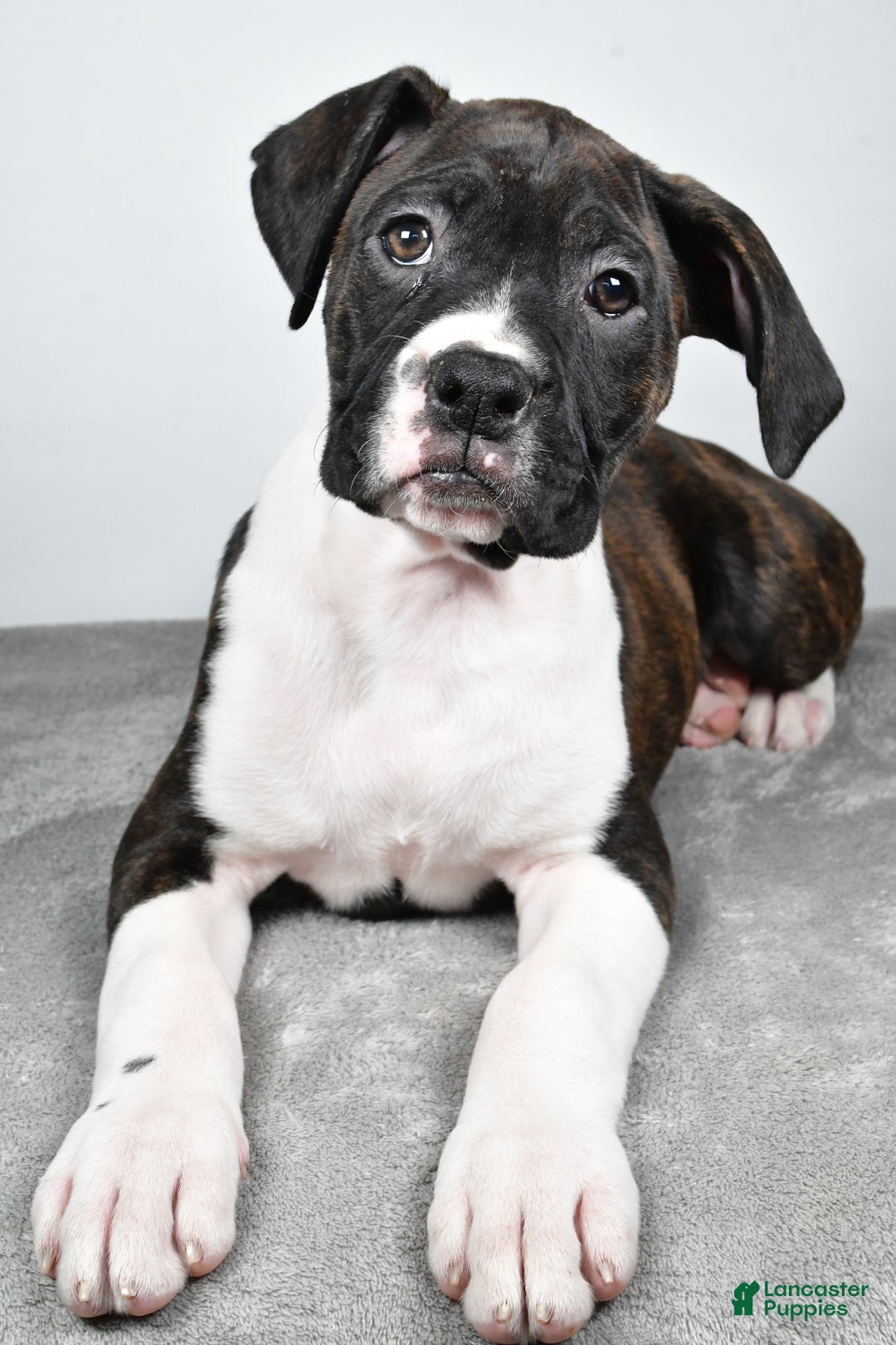 Boxer dogs for sale: Ada - Ad 4