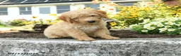 Mini Goldendoodle dogs for sale: Troy - Ad 3