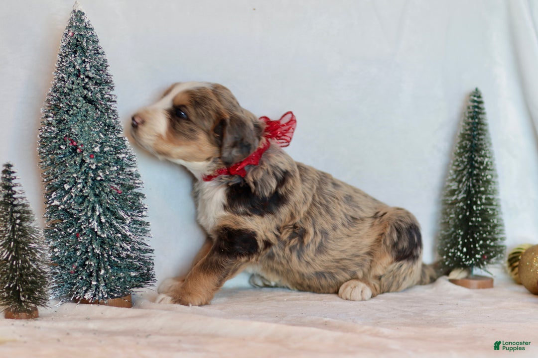 Bernedoodle dogs for sale: Winter - Ad 10