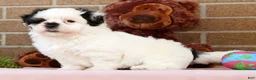 Malshi dogs for sale: Panda - Ad 8