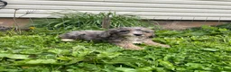 Cockapoo dogs for sale: Cockapoo Puppy 3 - Ad 4