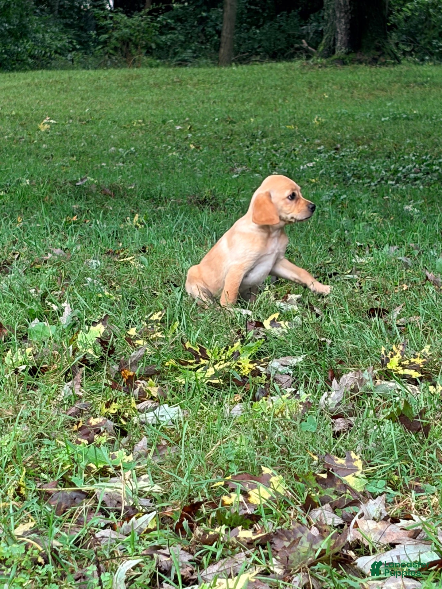 Mixed Breed dogs for sale: Mixed Breed 7 - Ad 3