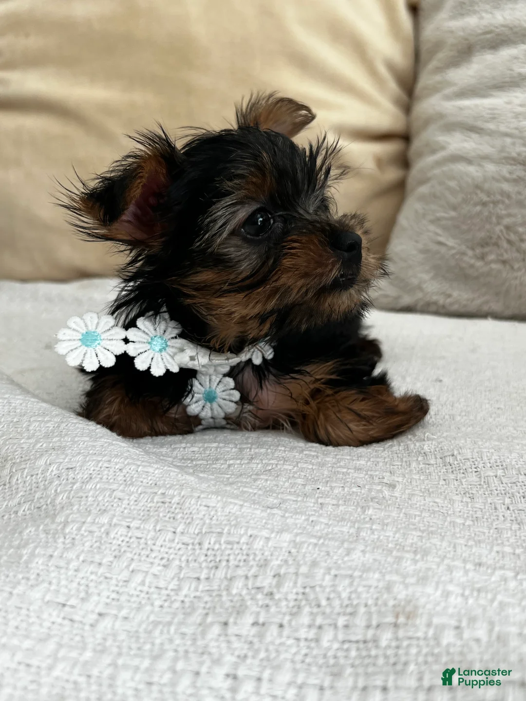 Yorkshire Terrier dogs for sale: Yorkshire Terrier 1 - Ad 2