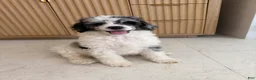 Standard Poodle dogs for sale: Goose  - Ad 3