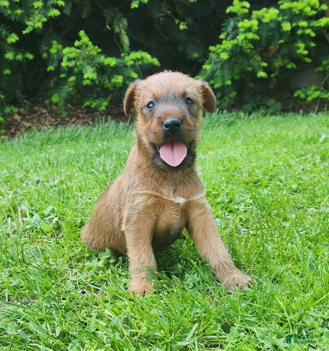 Irish Terrier dogs for sale: Daisy - Ad 1