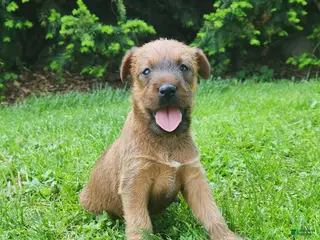 Irish Terrier dogs for sale: Daisy - Ad 3