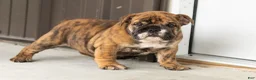 English Bulldog dogs for sale: Bella - Ad 3