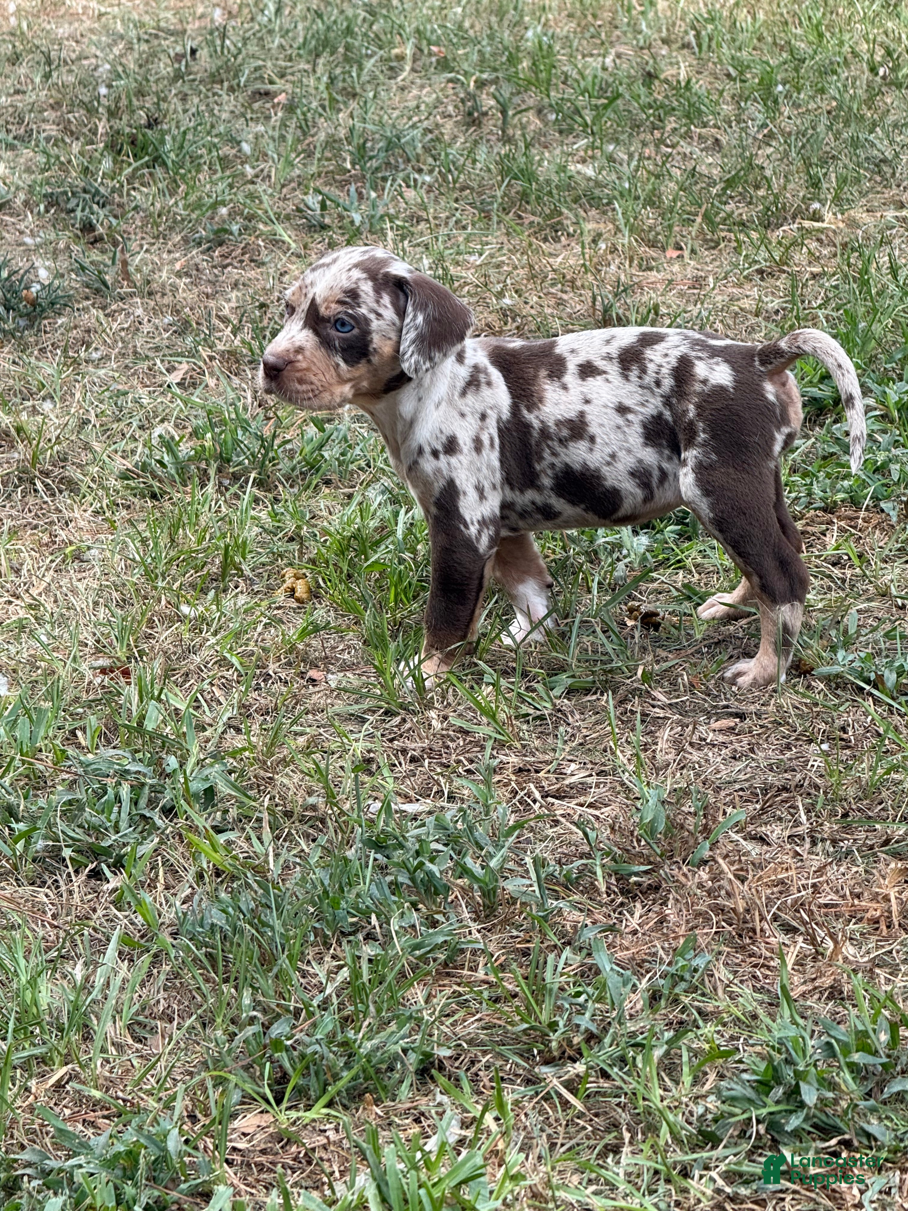Catahoula Leopard Dog dogs for sale: Waynette - Ad 1