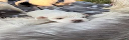 Malshi dogs for sale: Joy - Ad 1
