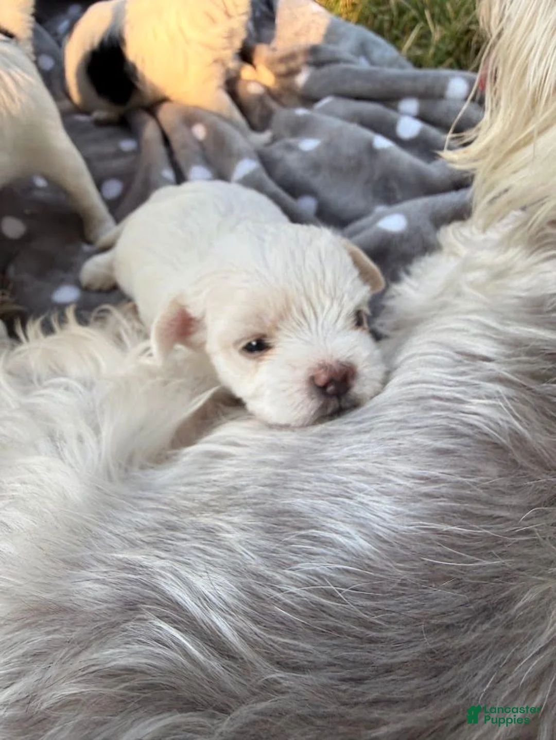 Malshi dogs for sale: Joy - Ad 1