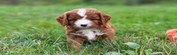 Cavapoo dogs for sale: Wilma - Ad 10