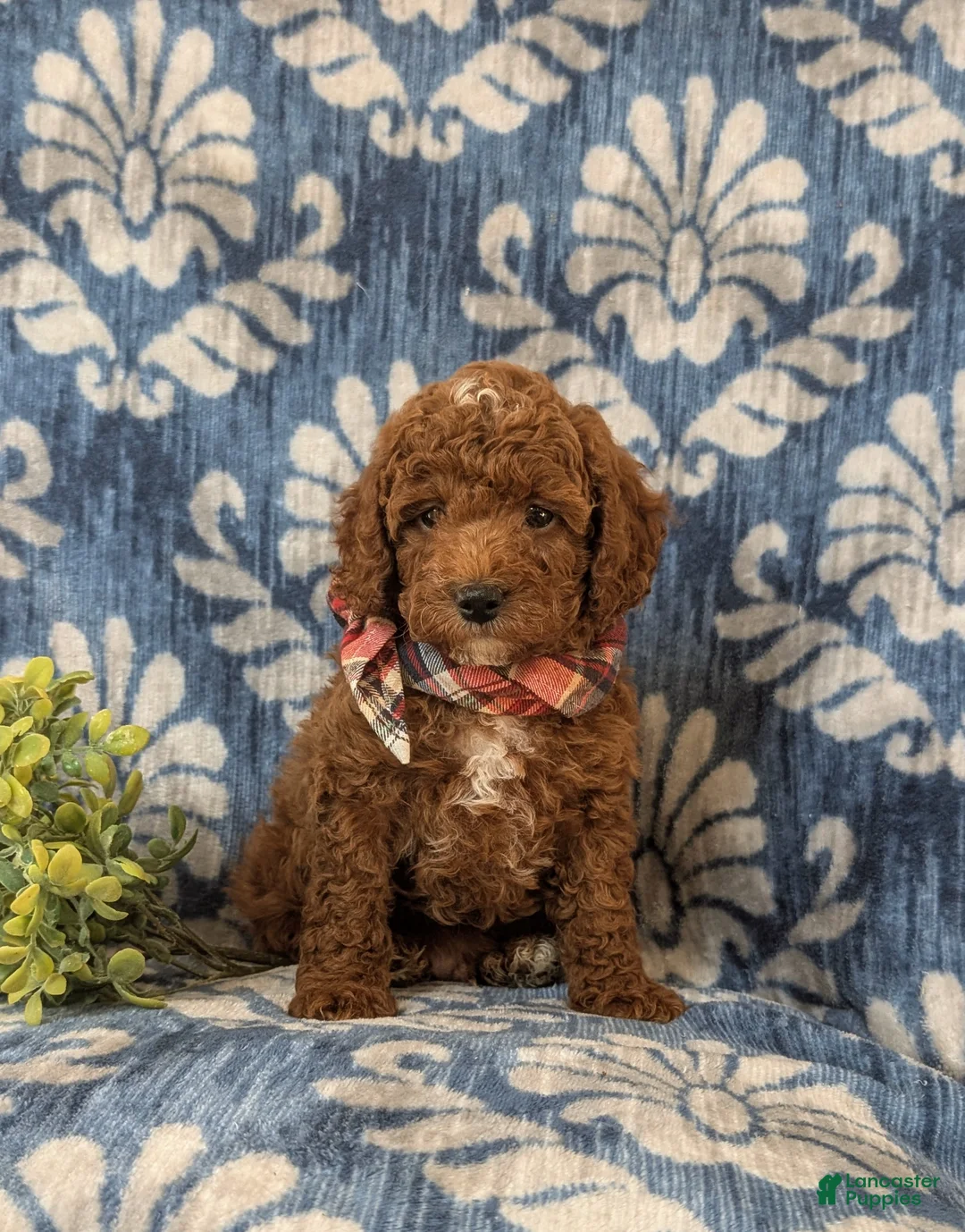 Miniature Poodle dogs for sale: Dameon 10 lbs Full Grown - Ad 5
