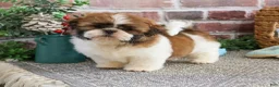 Shih Tzu dogs for sale: John - Ad 2