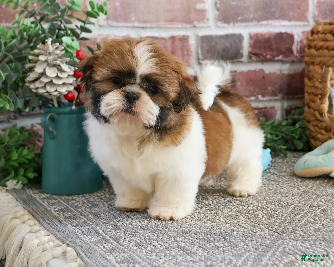 Shih Tzu dogs for sale: John - Ad 2