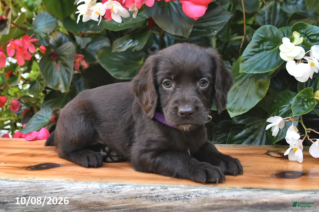 Cocker Spaniel dogs for sale: Ellery - Ad 2
