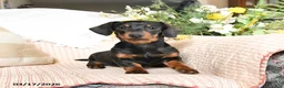 Dachshund dogs for sale: Holden - Ad 3