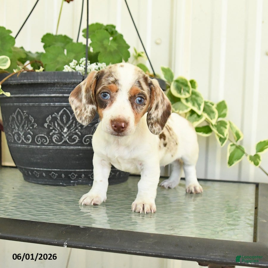 Dachshund dogs for sale: Lacey - Ad 3