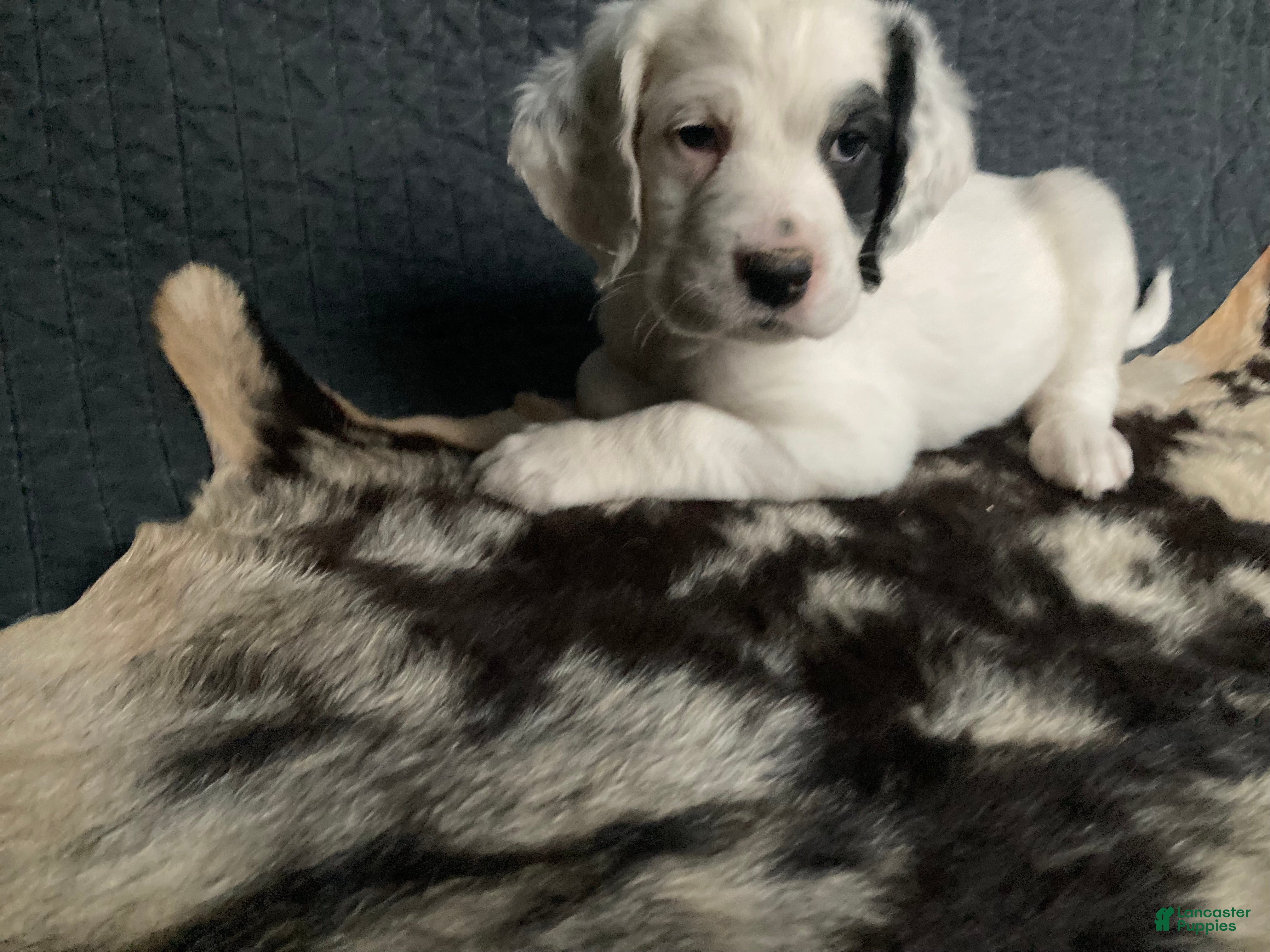 English Setter dogs Rooster  - Ad 2