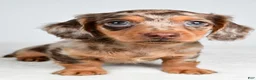 Miniature Dachshund dogs for sale: Skye  - Ad 8