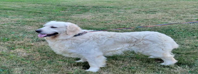 Duke