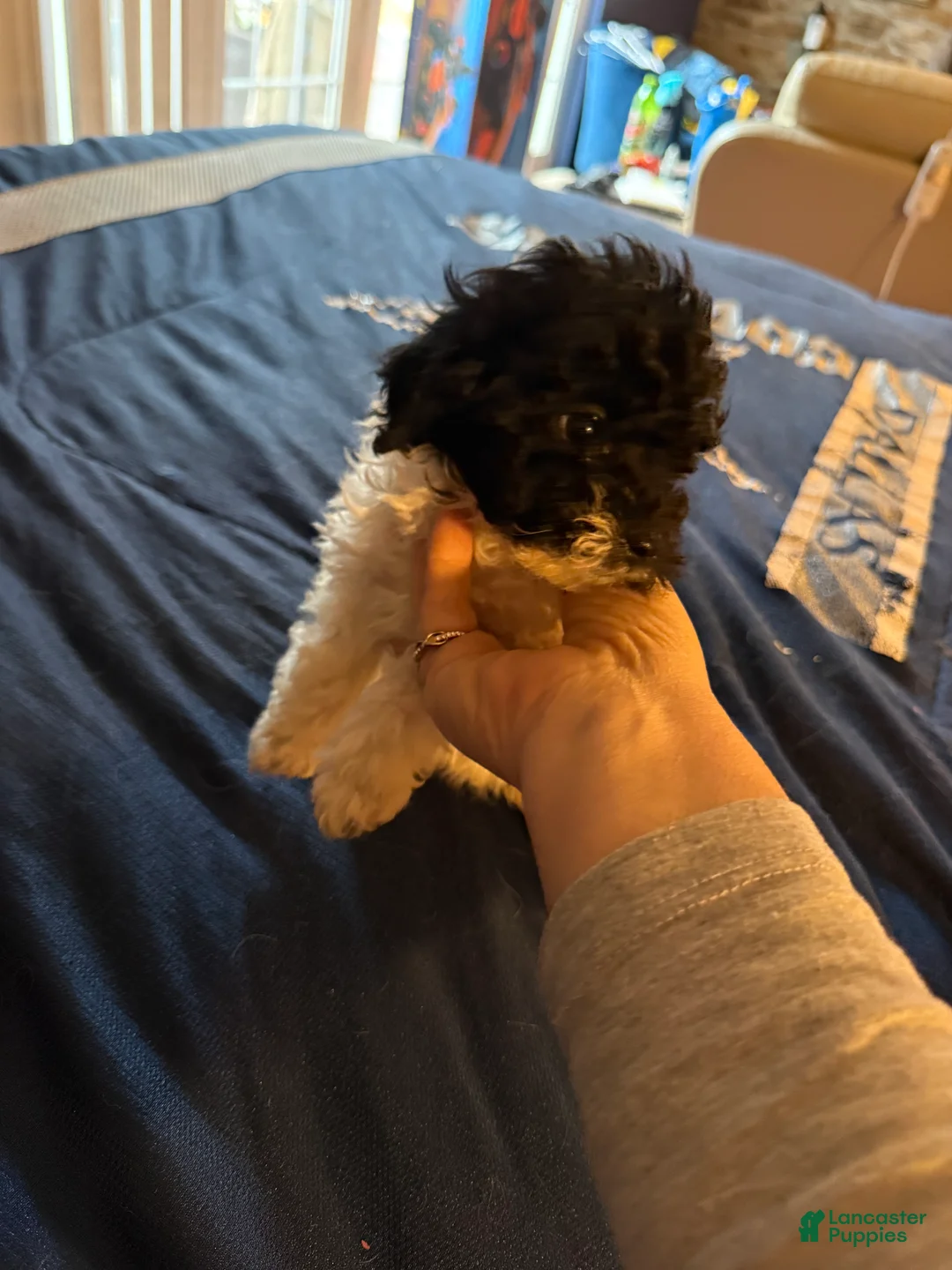 Cavapoo dogs for sale: Tiny roxy - Ad 1