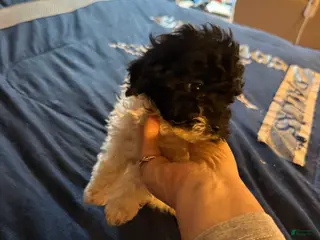 Cavapoo dogs for sale: Tiny roxy - Ad 3