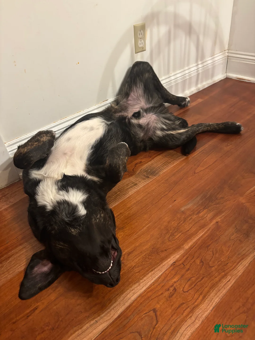 Mixed Breed dogs for sale: Mixed Breed Puppy 1 - Ad 4